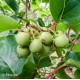 Kiwaï Bio à fruits verts ronds