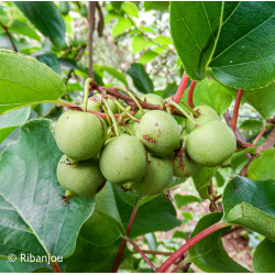 Kiwaï Bio à fruits verts ronds