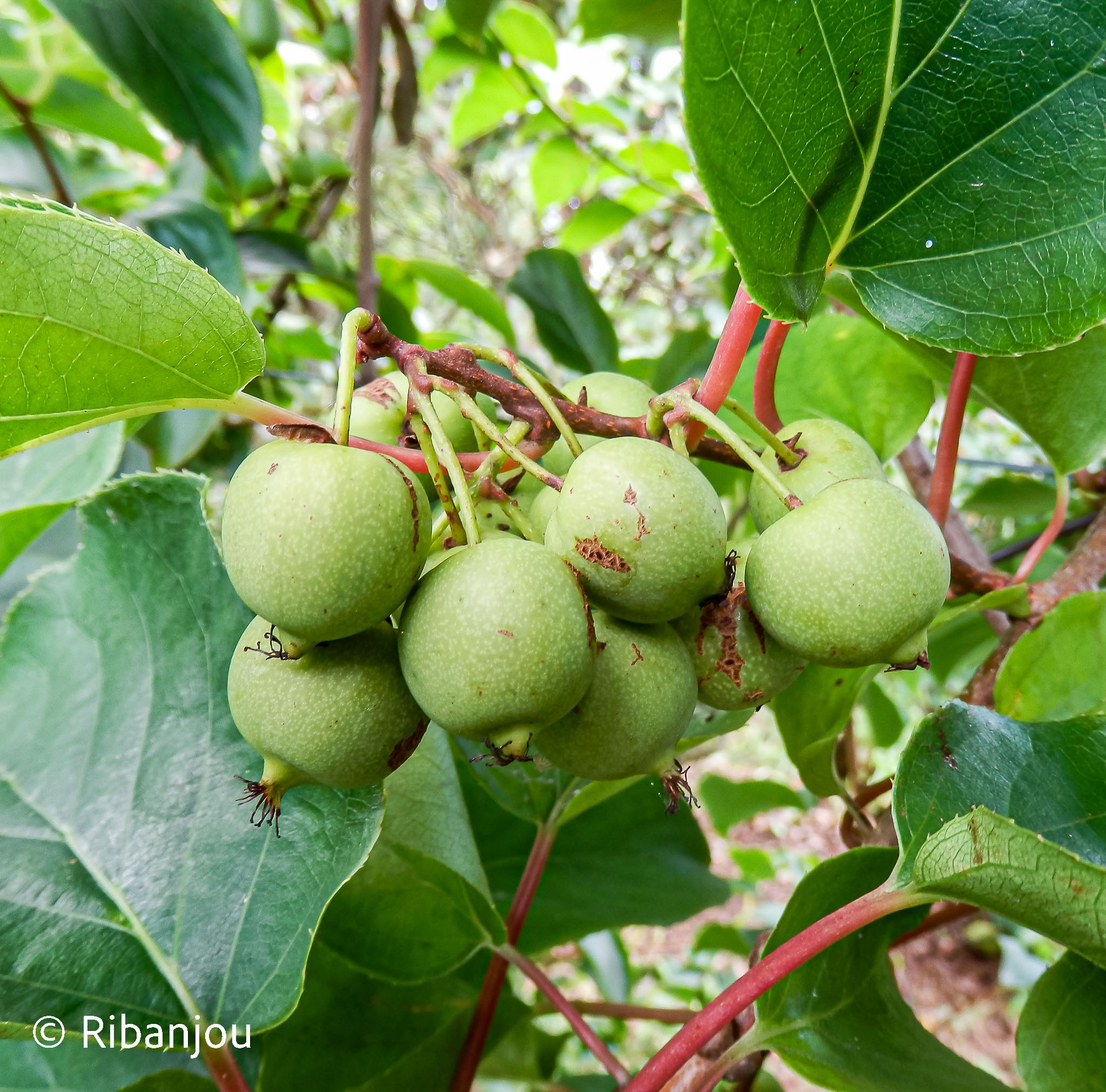 Kiwaï Bio à fruits verts ronds - Ribanjou
