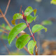 Fuchsia regia Bio