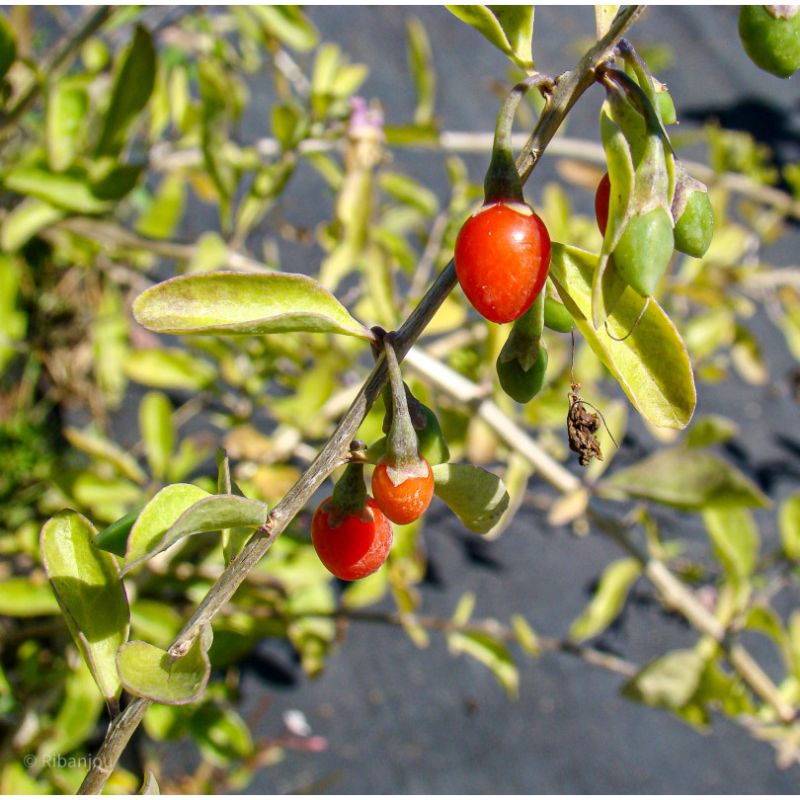 Baies de Goji de ChineBio Baies de Goji de ChineBio