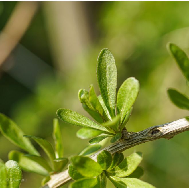 Baies de Goji de ChineBio