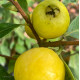 Goyavier fraise à fruits jaunes Bio