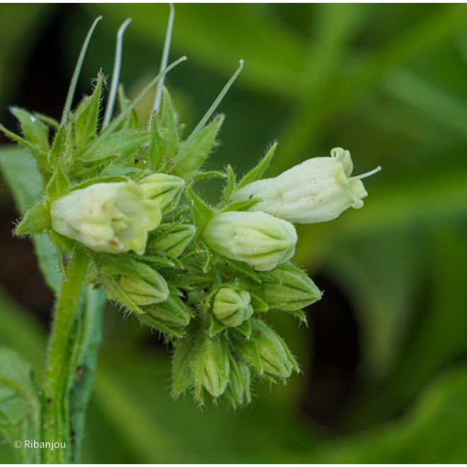 Consoude Officinale Bio