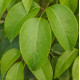 HOLBOELIA latifolia Bio