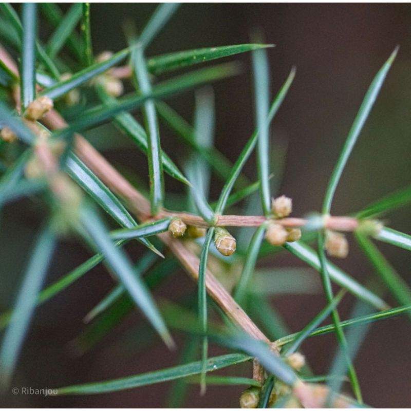 Genévrier Femelle Bio
