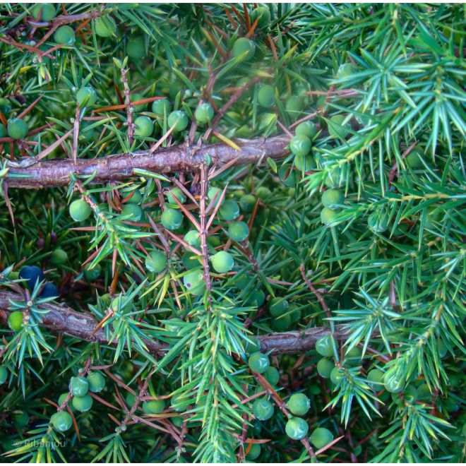 Genévrier Femelle Bio