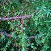 Genévrier Femelle Bio