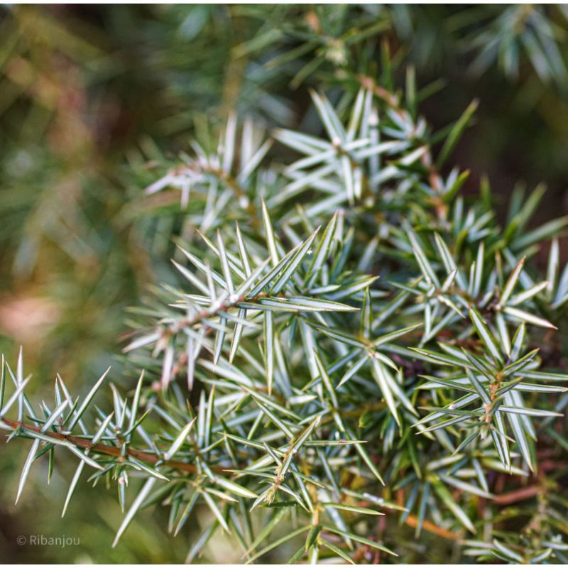 Genévrier Femelle Bio