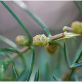 Genévrier Mâle Bio