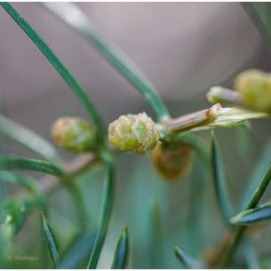 Genévrier Mâle Bio