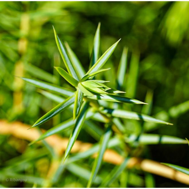 Genévrier Mâle Bio