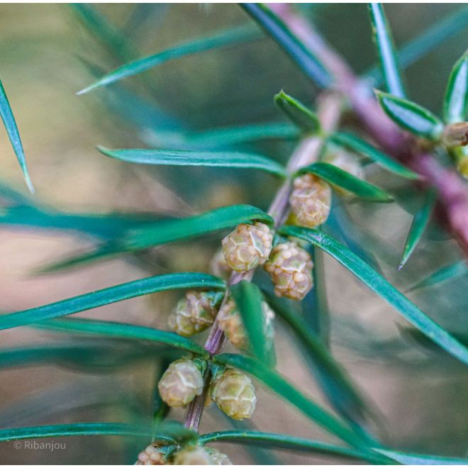 Genévrier Mâle Bio