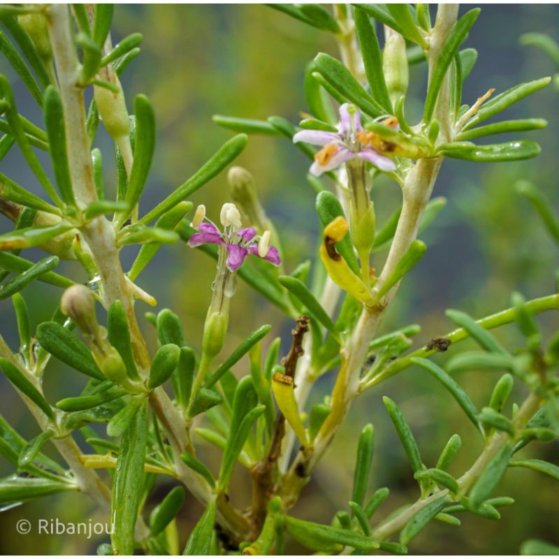 Goji Noir Bio Goji Noir Bio