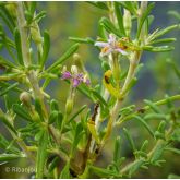 Goji Noir Bio Goji Noir Bio