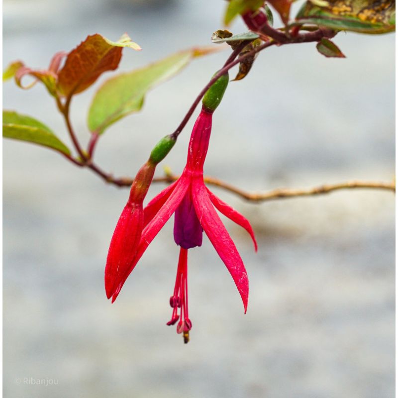 Fuchsia Regia 'Régal' Bio Fuchsia Regia 'Régal' Bio