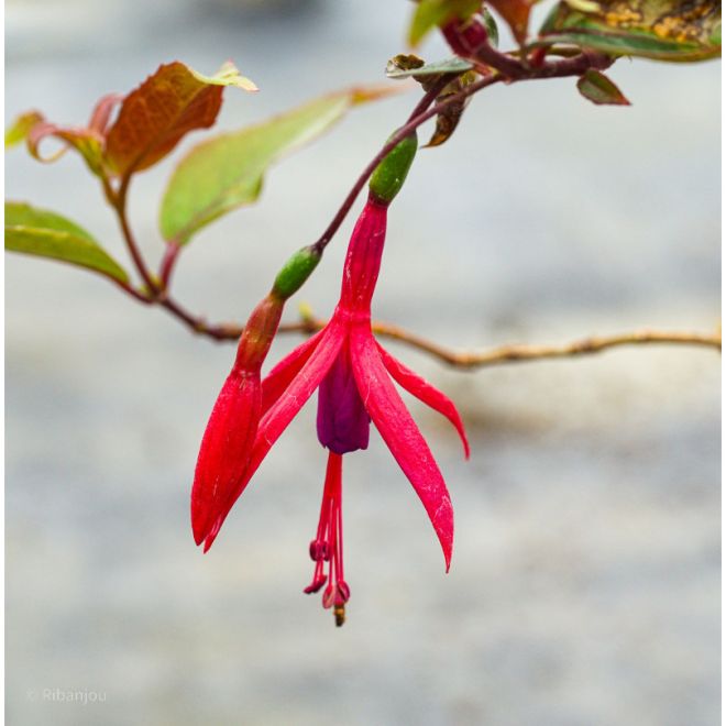 Fuchsia Regia 'Régal' Bio