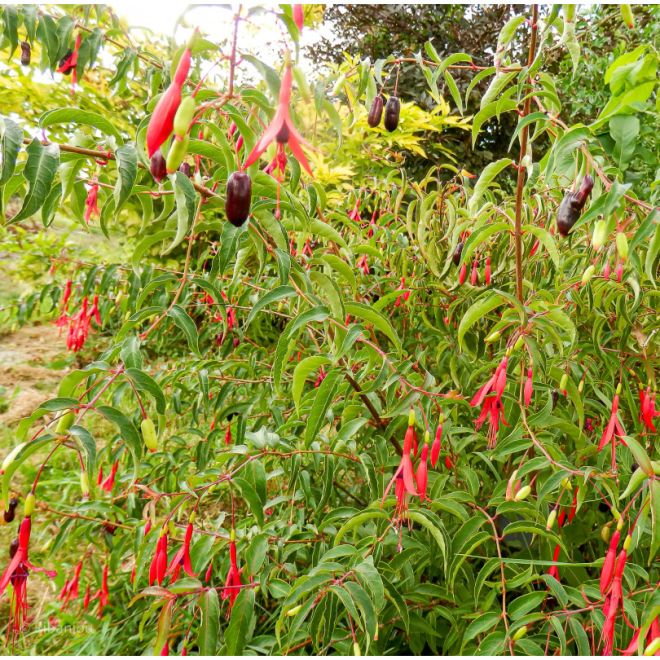 Fuchsia Regia 'Régal' Bio