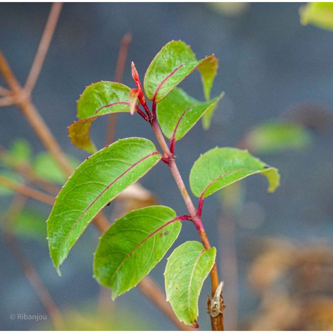 Fuchsia Regia 'Régal' Bio
