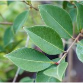 Goyavier Fraise à Fruits Jaunes Bio