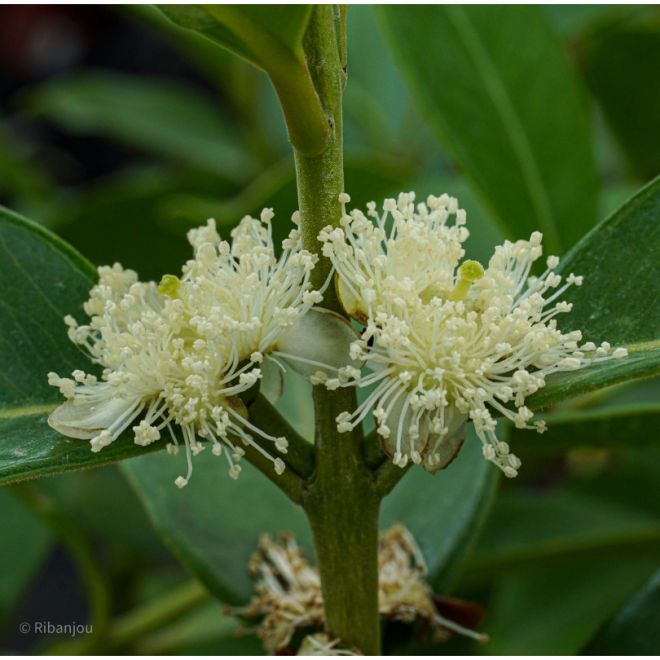 Goyavier Fraise à Fruits Jaunes Bio