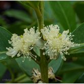 Goyavier Fraise à Fruits Jaunes Bio