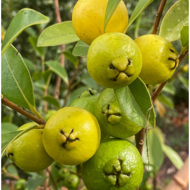 Goyavier Fraise à Fruits Jaunes Bio