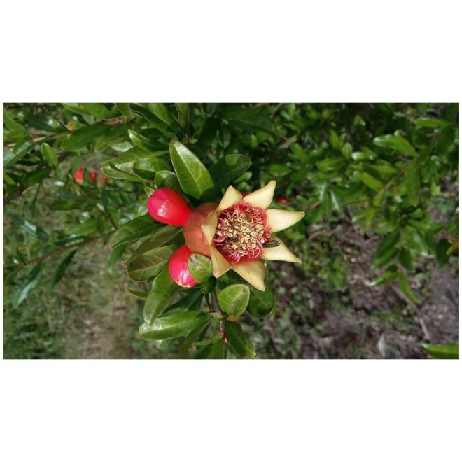 Grenadier Mollar de Elche Bio