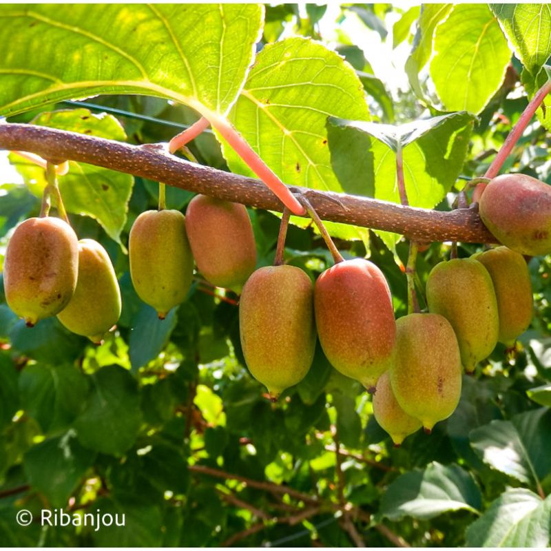 Kiwaï ♀ à Fruits Rouges Longs Bio
