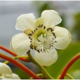 Kiwaï ♀ à Fruits Rouges Longs Bio
