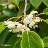 Kiwaï ♀ à Fruits Rouges Longs Bio