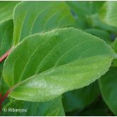 Kiwaï ♀ à Fruits Rouges Longs Bio