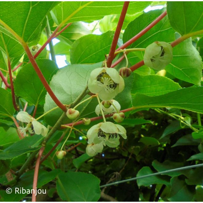 Kiwaï ♀ à Fruits Rouges Ronds Bio