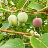Kiwaï ♀ à Fruits Rouges Ronds Bio Kiwaï ♀ à Fruits Rouges Ronds Bio
