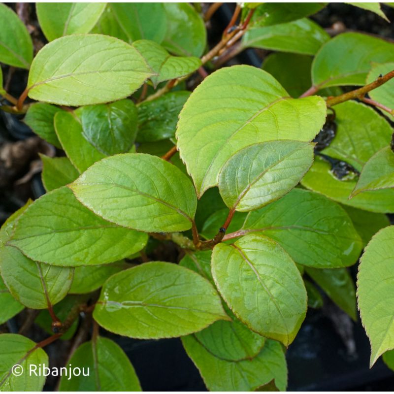 Kiwaï ♀ à Fruits Rouges Ronds Bio Kiwaï ♀ à Fruits Rouges Ronds Bio