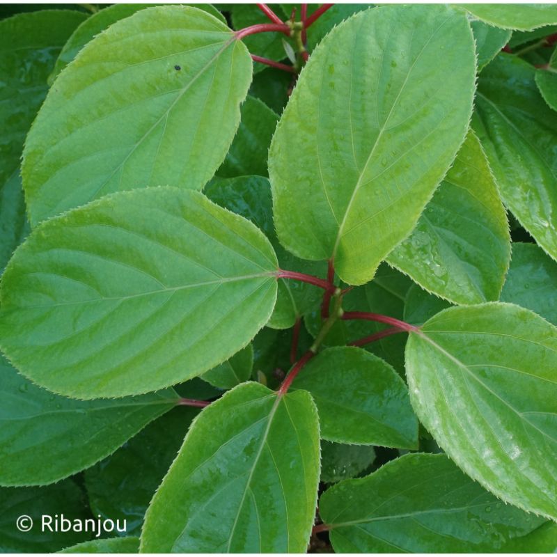 Kiwaï ♀ à Fruits Verts Longs Bio