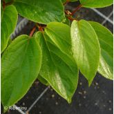 Kiwaï Mâle Bio Kiwaï Mâle Bio