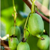 Kiwaï Autofertile Issaï Bio