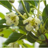 Kiwaï Autofertile Issaï Bio