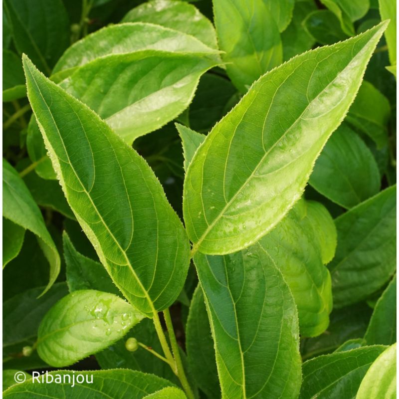 Kiwaï Autofertile Issaï Bio