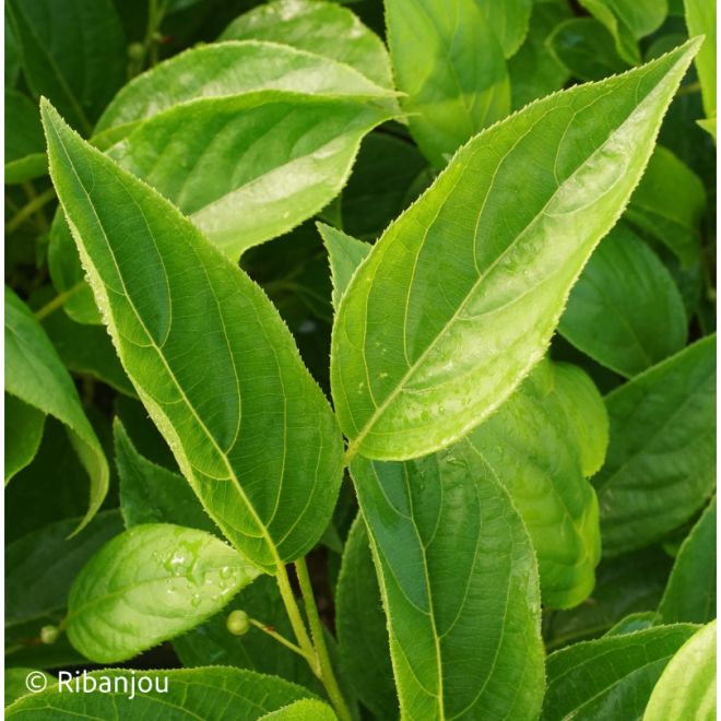 Kiwaï Autofertile Issaï Bio