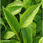 Kiwaï Autofertile Issaï Bio