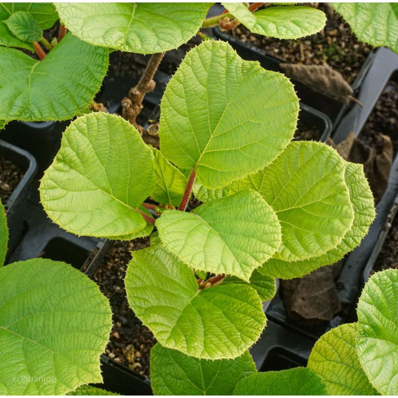 Kiwi Femelle Bruno Bio