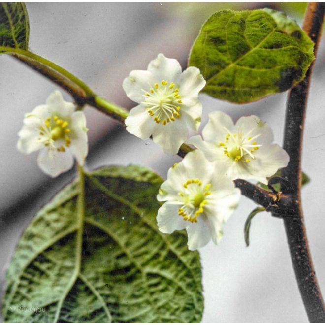 Kiwi Femelle Bruno Bio