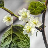 Kiwi Femelle Bruno Bio