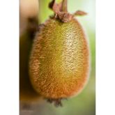 Kiwi Femelle Bruno Bio
