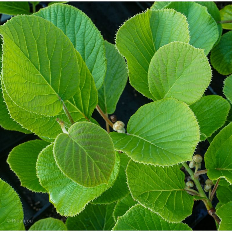 Kiwi Mâle Tomuri Bio