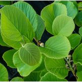 Kiwi Mâle Tomuri Bio