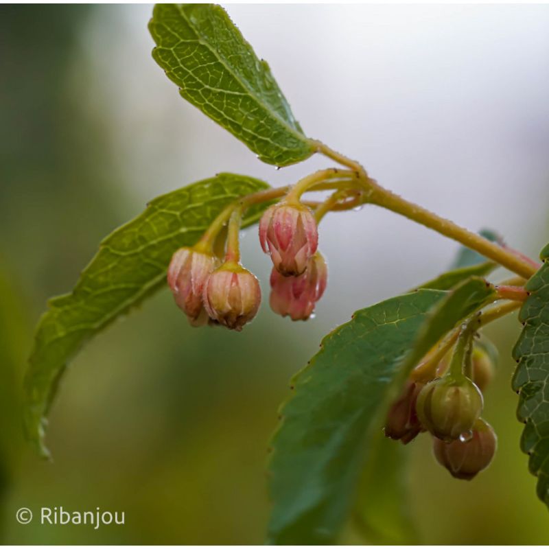 Maqui du Chili Bio Maqui du Chili Bio