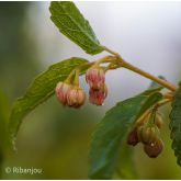 Maqui du Chili Bio Maqui du Chili Bio